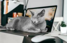 ZERGportal: Katzenvermittlung übers Internet? ( Foto: Adobe Stock - benevolente )