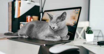 ZERGportal: Katzenvermittlung übers Internet? ( Foto: Adobe Stock - benevolente )