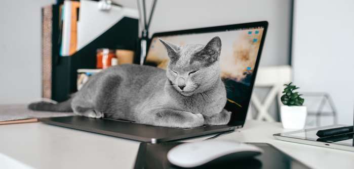 ZERGportal: Katzenvermittlung übers Internet? ( Foto: Adobe Stock - benevolente )