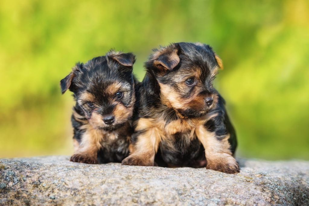 Im Gegensatz zu jungen Katzen lassen sich junge Hunde (gerade wenn es sich um kleine Rassen handelt) leichter vermitteln. (#06)