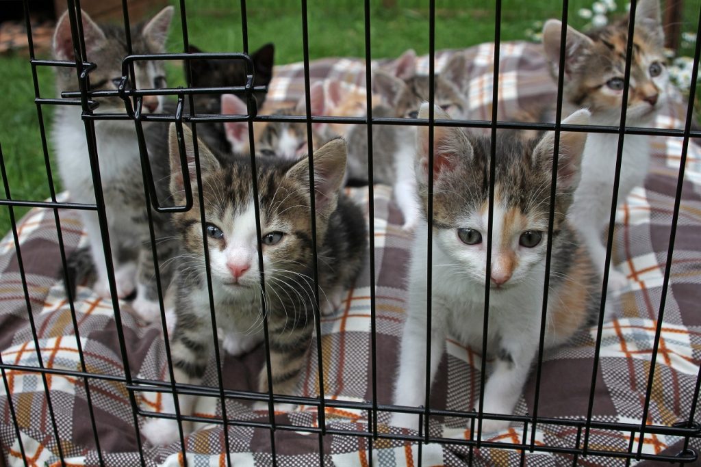 Babykatzen gibt es so viele. Da ist die Entscheidung, welche nun zu einem ziehen darf, echt schwer. (#04)