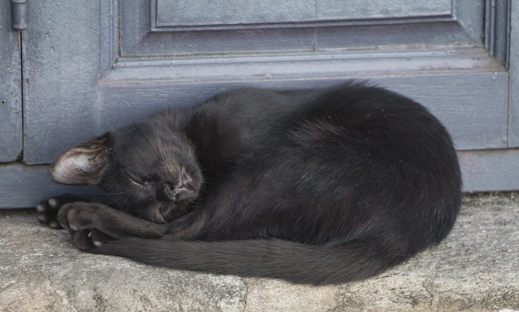 Schwarze Katzen haben es bei der Vermittlung schwer - nicht nur im Zergportal. (#03)