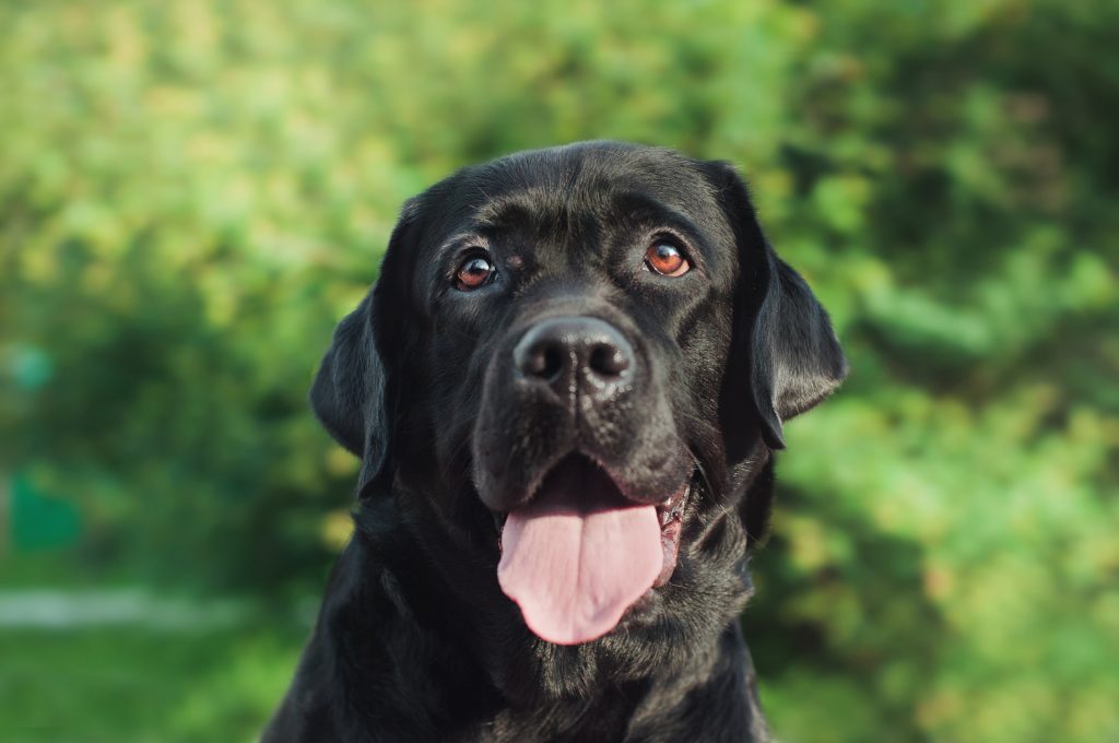 Genau wie bei den Katzen, haben es schwarze Hunde es schwer. Gerade, wenn es sich um größere Mischlinge handelt. (#07)