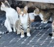 Katzen in Köln: Hier wird Tierschutz groß geschrieben