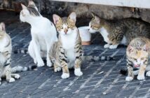 Katzen in Köln: Hier wird Tierschutz groß geschrieben