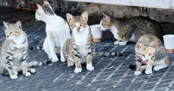 Katzen in Köln: Hier wird Tierschutz groß geschrieben