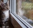 Katzenkinder: Fotos der ersten Wochen