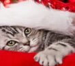 Weihnachten mit Katzen: Was beachten?
