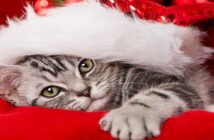 Weihnachten mit Katzen: Was beachten?