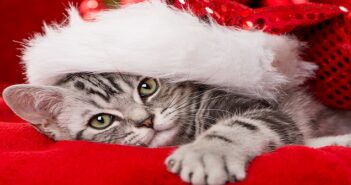Weihnachten mit Katzen: Was beachten?