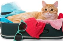 Urlaub mit der Katze: Tipps vom französischen Fremdenverkehrsamt