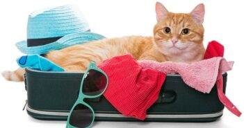 Urlaub mit der Katze: Tipps vom französischen Fremdenverkehrsamt