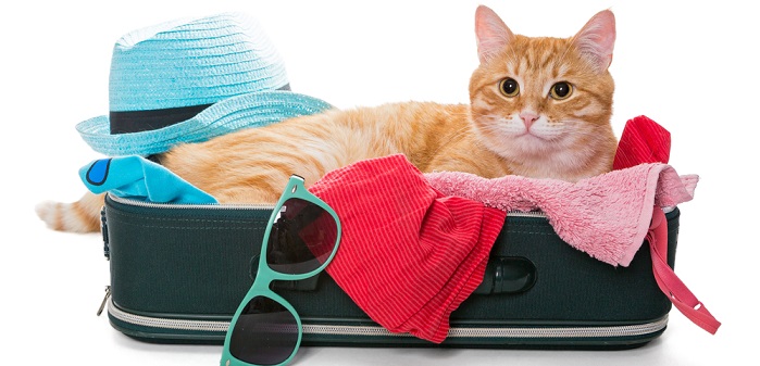 Urlaub mit der Katze: Tipps vom französischen Fremdenverkehrsamt