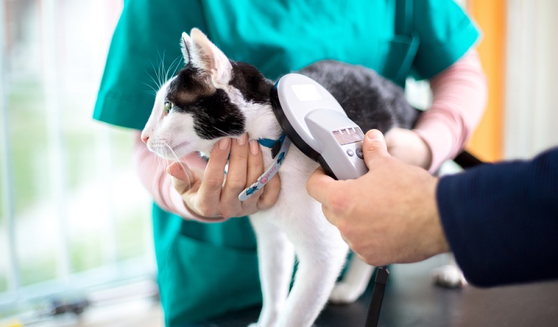 Um mit einer Katze ins Ausland zu reisen, benötigen Sie einen EU-Heimtierausweis. Er kann nur von einem Tierarzt ausgestellt .(#02)