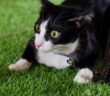 Katzen & Gurken: Schreck, lass nach!