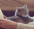 Warum schnurren Katzen?