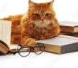 Katzen: Sechster Sinn oder Psychopath? Von „Matou“ und was Michael Köhlmeier sonst noch so weiß ( Lizenzdoku: Adobe Stock- Africa Studio)