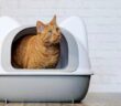 Katzen Verstopfung: Vorbeugung und Behandlung ( Lizenzdoku: Adobe Stock- Lightspruch_)