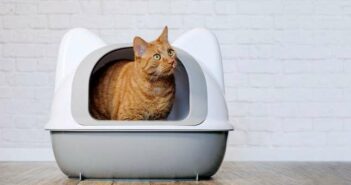 Katzen Verstopfung: Vorbeugung und Behandlung ( Lizenzdoku: Adobe Stock- Lightspruch_)