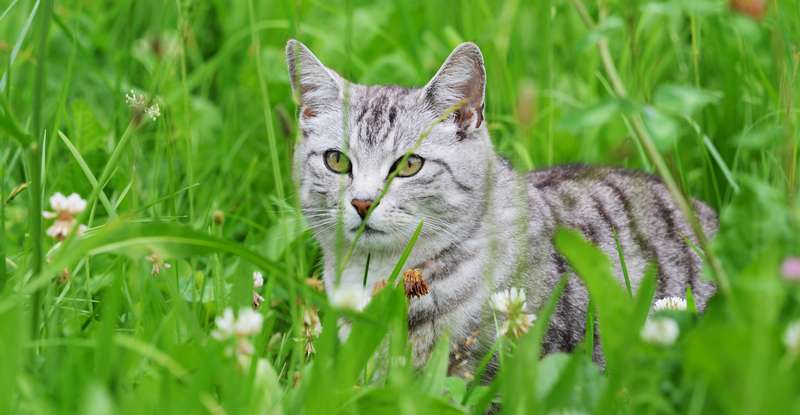  Die meisten Katzenhalter erlauben ihren Haustieren auch Freigänge in der Natur. Dort fühlen sich die Tiere besonders wohl. ( Foto: Adobe Stock-S.Kobold )
