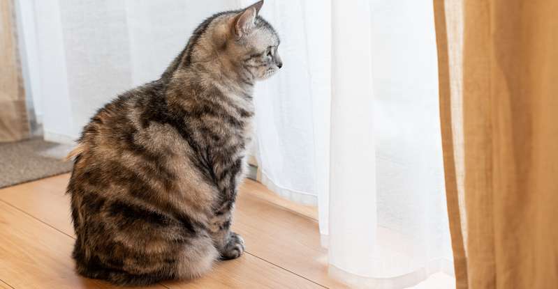 Es sind meistens Katzen oder Kater, die älter als sechs Jahre sind von Verstopfungsproblemen betroffen. ( Foto: Adobe Stock-F.masayuki_)