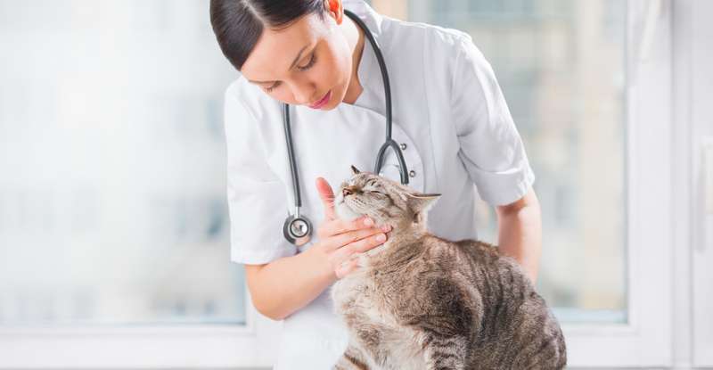 Vermutet der Tierhalter, dass seine Katze Verstopfung hat, dann wird er sie sicherlich zu einem Tierarzt bringen. ( Foto: Adobe Stock- Milles Studio )