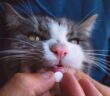 Katze Tablette geben: eine Herausforderung für den Besitzer ( Foto: Adobe Stock - Creative Cat Studio)