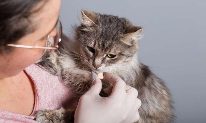 Um die Gesundheit der Katze wiederherzustellen, ist es manchmal notwendig, Tabletten unter das Futter zu mischen. ( Foto: Adobe Stock - Serjik Ahkhundov  )