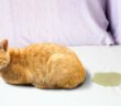 Katze pinkelt ins Bett: Protest oder Krankheit ( Foto: Adobe Stock - cunaplus )