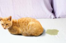 Katze pinkelt ins Bett: Protest oder Krankheit ( Foto: Adobe Stock - cunaplus )
