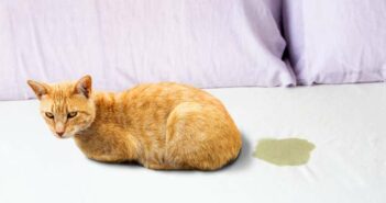 Katze pinkelt ins Bett: Protest oder Krankheit ( Foto: Adobe Stock - cunaplus )