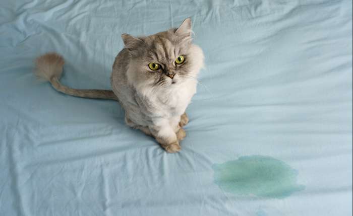 Bevor an eine Verhaltensstörung gedacht wird, sollte die Katze von einem Tierarzt untersucht werden. ( Foto: Adobe Stock -  Creative Cat Studio ) 