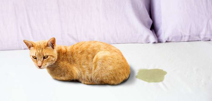 Katze pinkelt ins Bett: Protest oder Krankheit ( Foto: Adobe Stock - cunaplus )