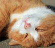 Nickhautvorfall Katze: gestörtes Sehen ( Foto: Adobe Stock - Astrid Gast)