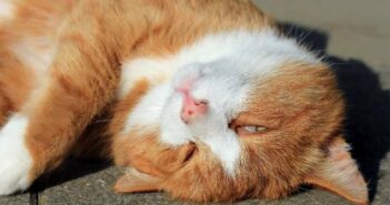 Nickhautvorfall Katze: gestörtes Sehen ( Foto: Adobe Stock - Astrid Gast)