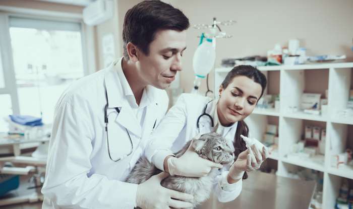 Um die Entzündung zu verringern, werden in die Augen der Katze Augentropfen oder eine Augensalbe eingebracht.  ( Foto: Adobe Stock - freeograph ) 
