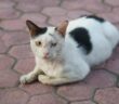 Bindehautentzündung Katze: die richtige Behandlung ist wichtig ( Foto: Adobe Stock - Dhimasdwi )