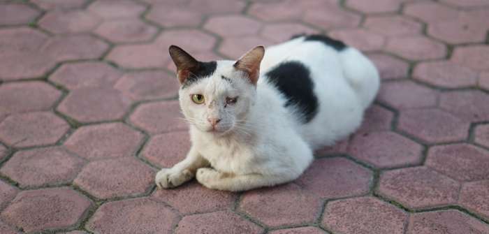 Bindehautentzündung Katze: die richtige Behandlung ist wichtig ( Foto: Adobe Stock - Dhimasdwi )