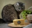 Dürfen Katzen Käse essen, oder ist das Milchprodukt ungesund? ( Foto: Adobe Stock - Iryna )
