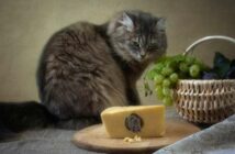 Dürfen Katzen Käse essen, oder ist das Milchprodukt ungesund? ( Foto: Adobe Stock - Iryna )