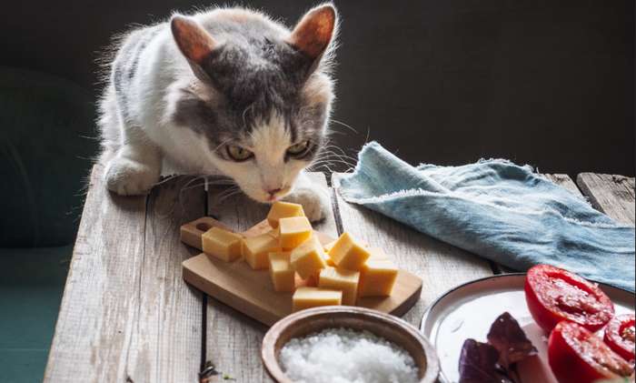Käse, der bei der Produktion lange Zeit reifen muss, enthält weniger Laktose, da der Milchzucker in der Reifezeit abgebaut wird. ( Foto: Adobe Stock - Elena )