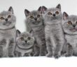 Kartäuser Katze kaufen: eine gute Sozialisation ist wichtig ( Foto: Adobe Stock - Tanury )