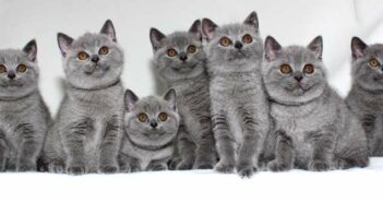 Kartäuser Katze kaufen: eine gute Sozialisation ist wichtig ( Foto: Adobe Stock - Tanury )