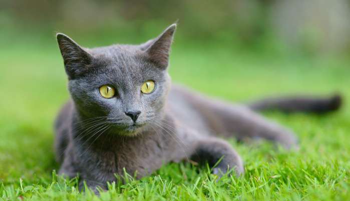 Die Kartäuser Katze ist ideal für die Haltung in einer Wohnung geeignet. Ein Freilauf im Garten ist nicht Voraussetzung für ein glückliches Katzenleben. ( Foto: Adobe Stock - Albyphoto_)