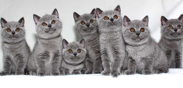 Kartäuser Katze kaufen: eine gute Sozialisation ist wichtig ( Foto: Adobe Stock - Tanury )