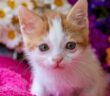 Katze mit Down Syndrom: Gerücht oder Tatsache? ( Foto: Shutterstock - Esin Deniz )