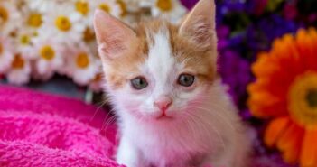 Katze mit Down Syndrom: Gerücht oder Tatsache? ( Foto: Shutterstock - Esin Deniz )