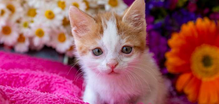 Katze mit Down Syndrom: Gerücht oder Tatsache? ( Foto: Shutterstock - Esin Deniz )