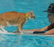 Meistens sind Katzen wasserscheu, aber können Katzen schwimmen? ( Foto: Adobe Stock - Oleg )