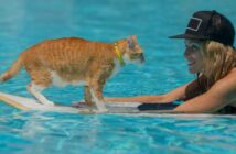Meistens sind Katzen wasserscheu, aber können Katzen schwimmen? ( Foto: Adobe Stock - Oleg )